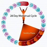 Fertility Cycle (Torrance and Fullerton)