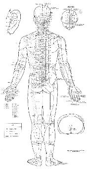 Acu Points (Acupuncture in Torrance and Fullerton)